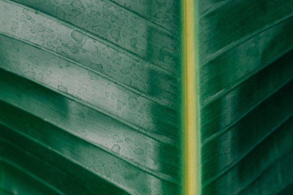 we try to accent our spa look with palm leave decor